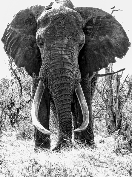 The King