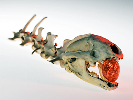 Skull