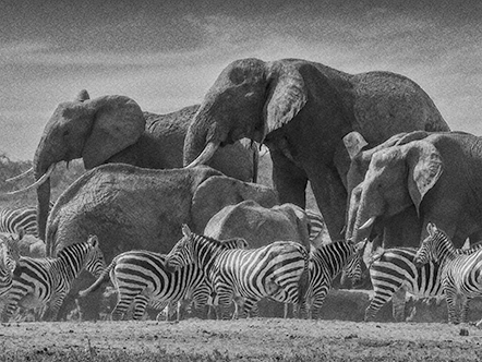 Waterhole